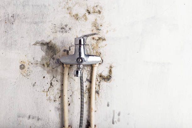 Trusted Appleton, WI Mold Removal Experts