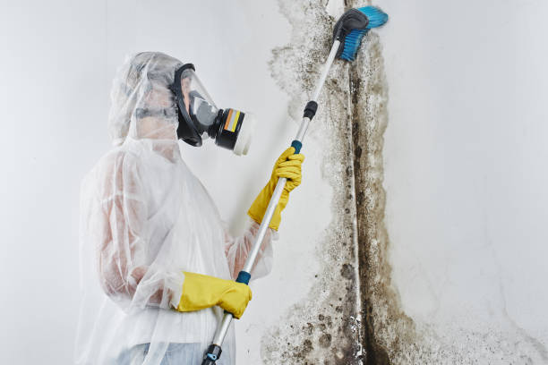 Best Mold Remediation  in Appleton, WI