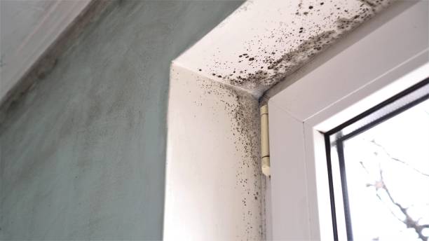 Best Toxic Mold Removal  in Appleton, WI