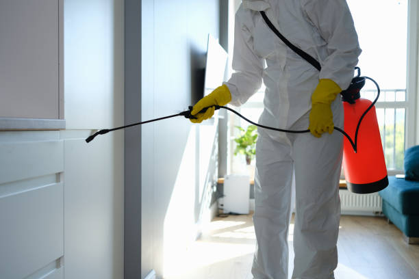Best Attic Mold Removal  in Appleton, WI