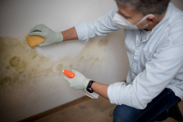Best Certified Mold Removal  in Appleton, WI