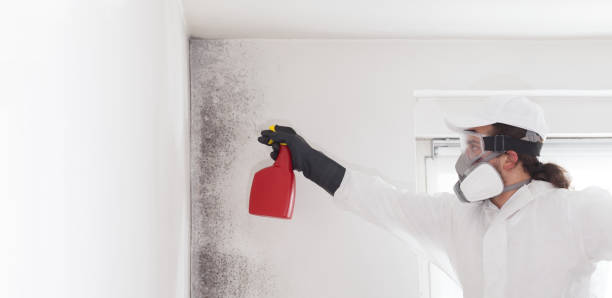 Mold Removal Process in Appleton, WI