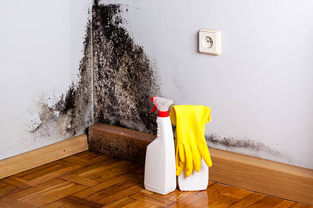Best Residential Mold Removal  in Appleton, WI