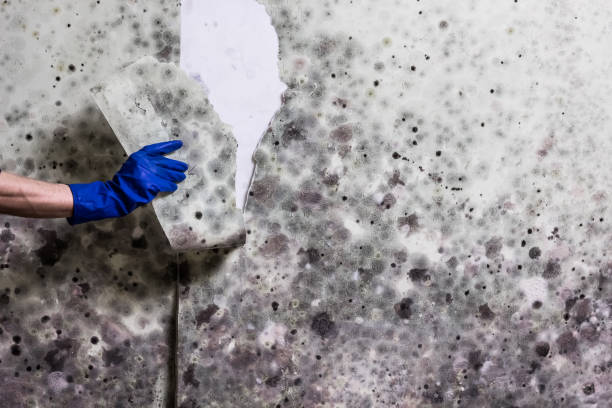 Best Mold Damage Repair  in Appleton, WI