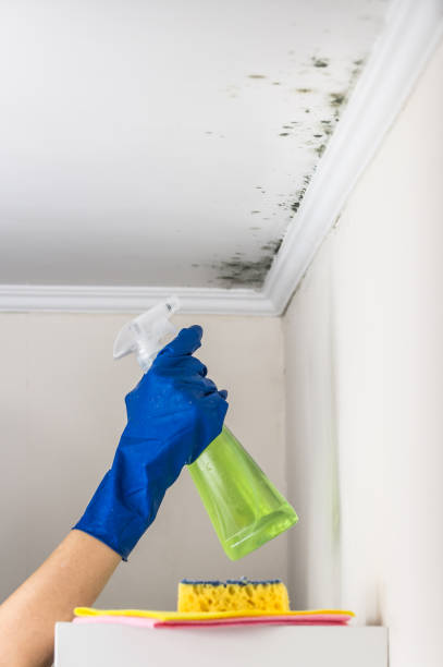 Best Emergency Mold Removal  in Appleton, WI