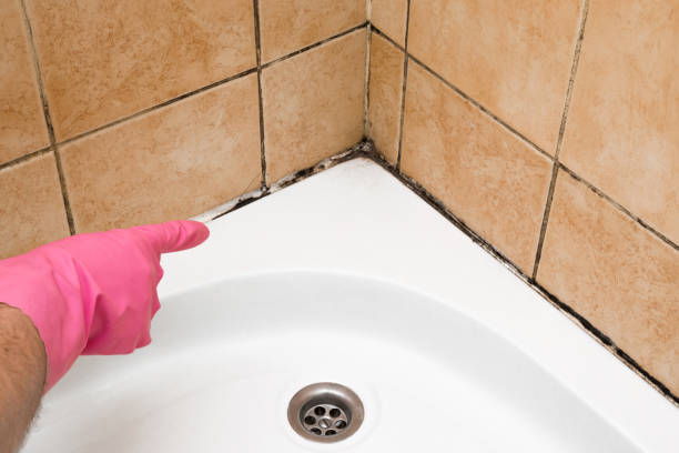Best Professional Mold Removal  in Appleton, WI